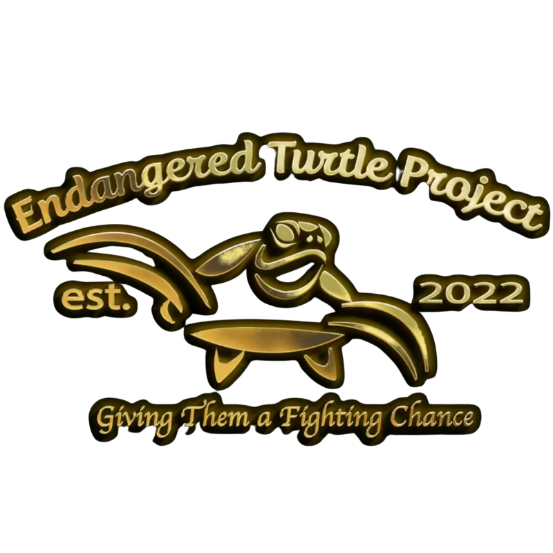 Endangered Turtle Project 